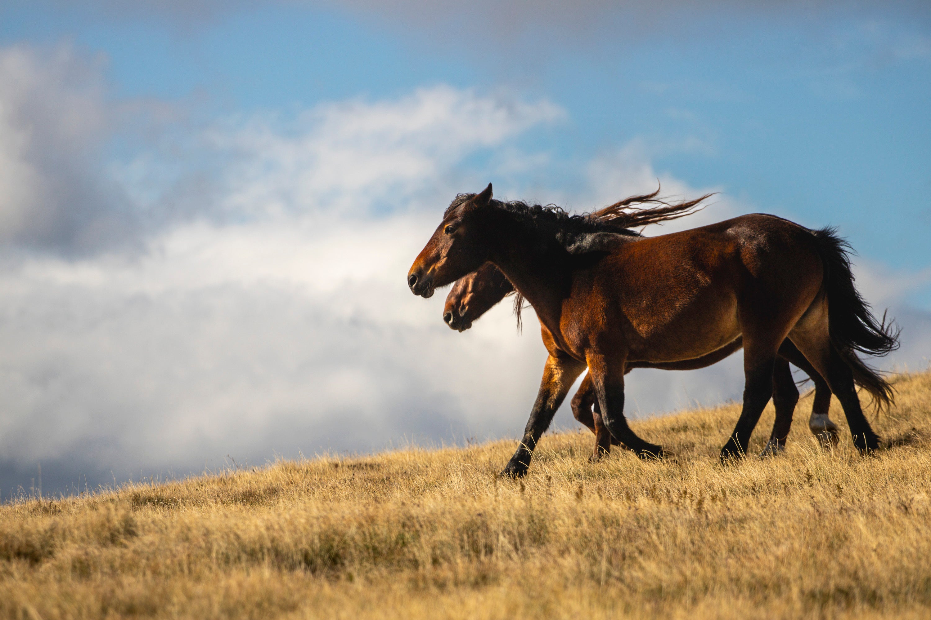 Two horses running on a grassy hill with a cloudy sky.