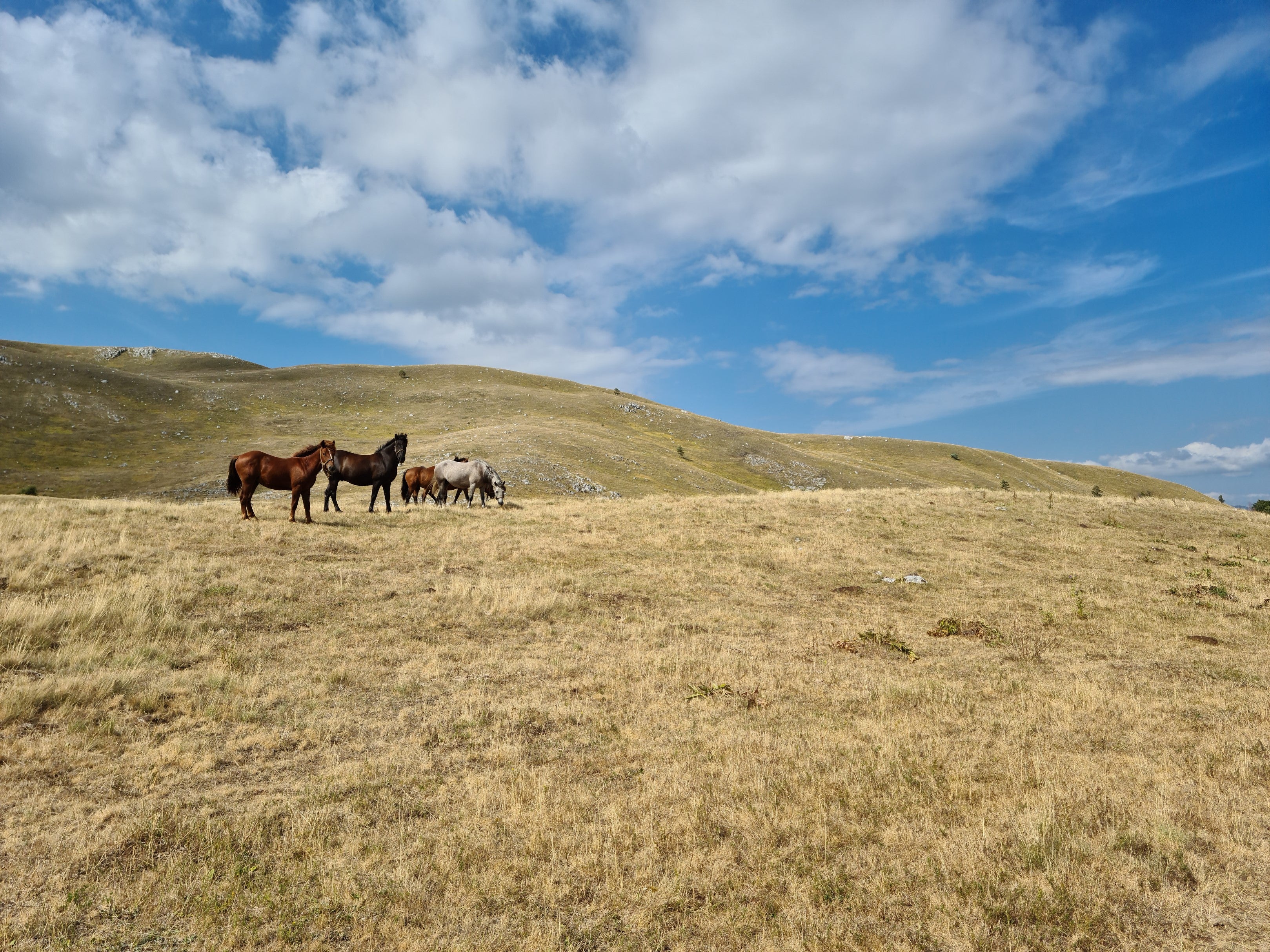 Overlanding Bosnia Wild Horses